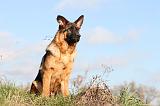 BERGER ALLEMAND 563